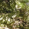 Plants: image 19 Of 115 Thumb